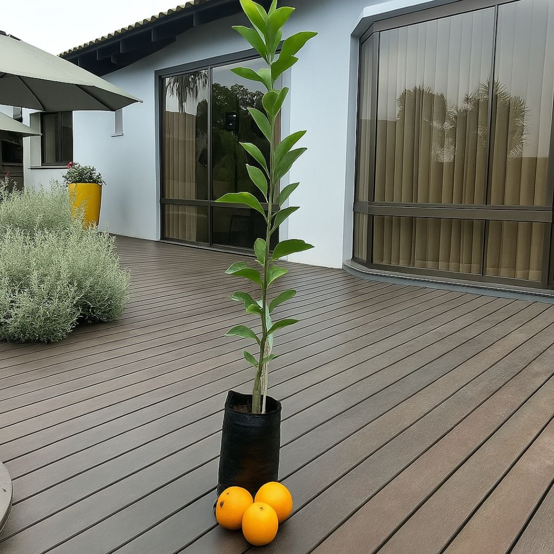 Muda enxertada de laranja bahia saudável muda de laranja bahia enxertada e produtiva