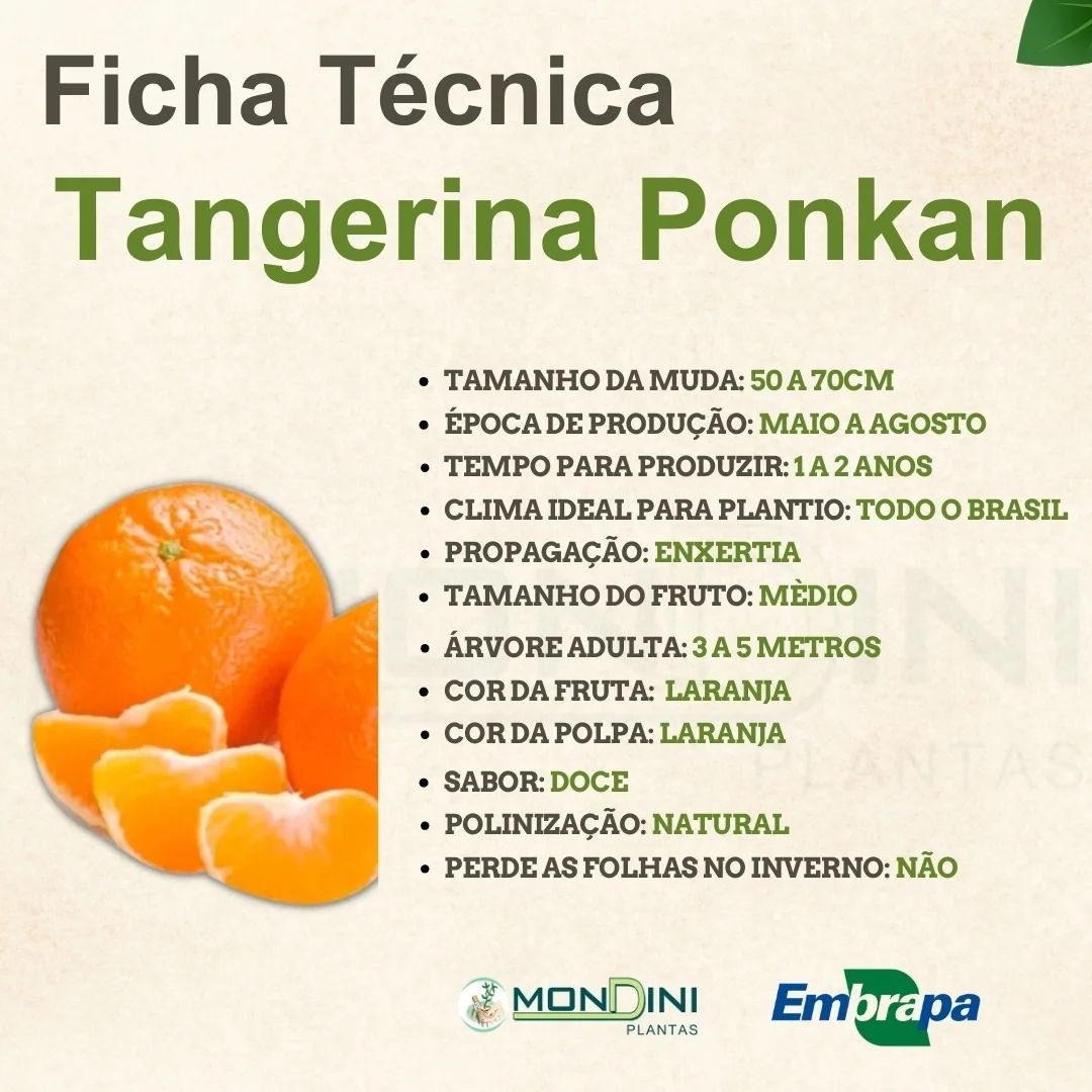 Muda de Tangerina Ponkan – Mais consumida do Brasil