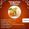 Tangerina Ponkan Enxertada