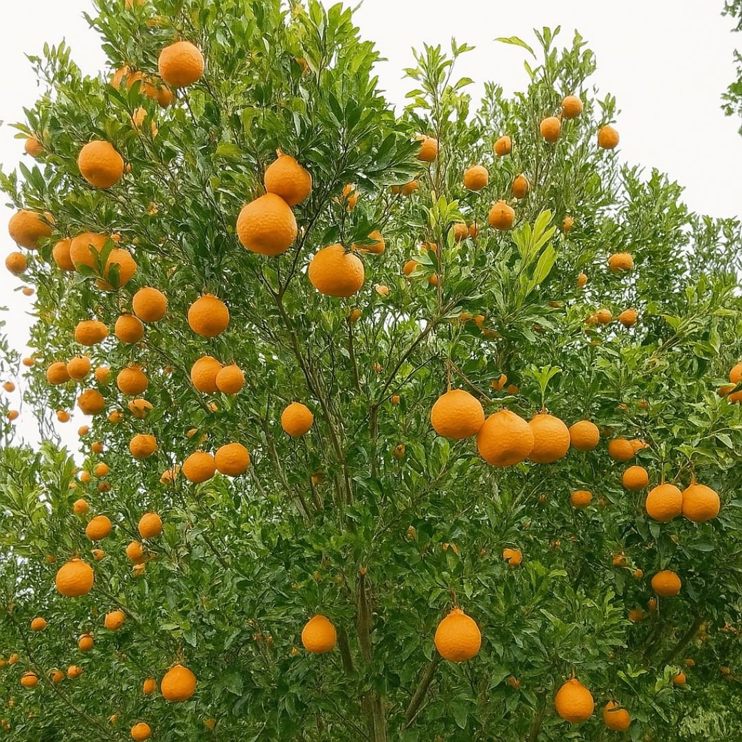 Muda enxertada de tangerina ponkan saudável muda de tangerina ponkan enxertada e produtiva
