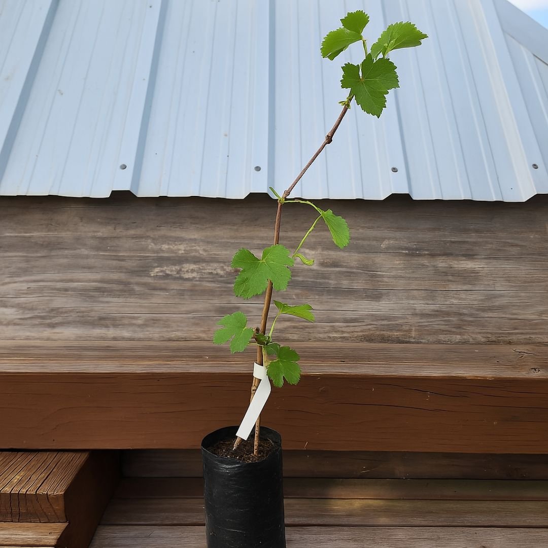 muda de uva rosada enxertada e f&aacute;cil de cultivar