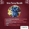 Muda de Uva Terci Bordô Muda de Uva Terci Bordô