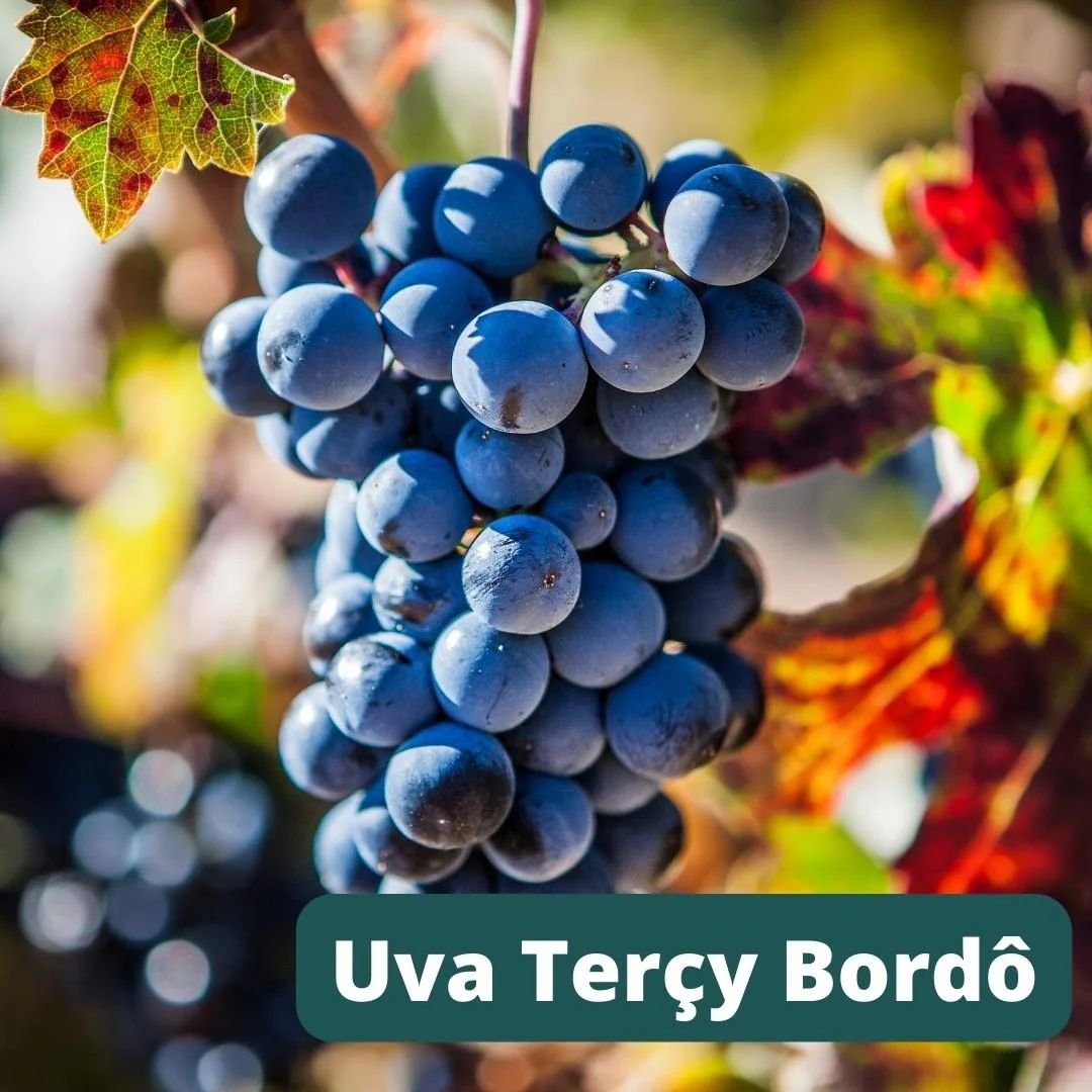 Pé de uva bordô com cachos roxos ideais para suco pé de uva bordô com frutos grandes