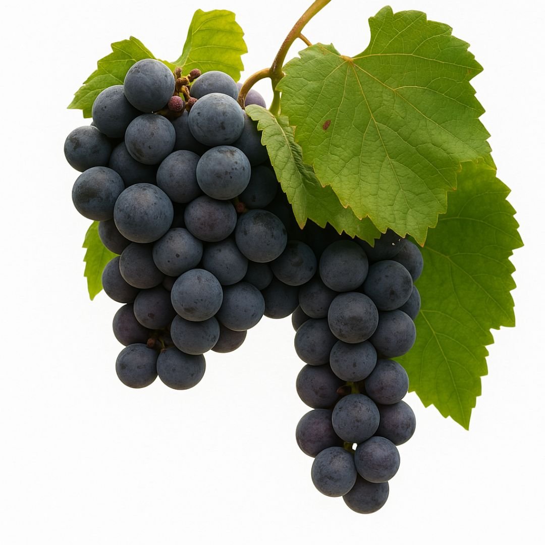 Uva Tercí Bordô