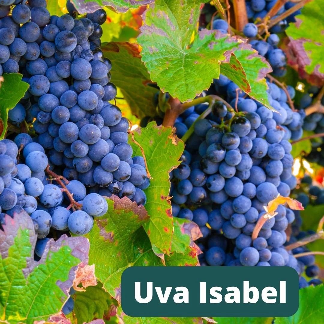 Pé de uva isabel com alta produção pé de uva isabel com muitos cachos