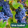 Muda de Uva Isabel Muda de Uva Isabel