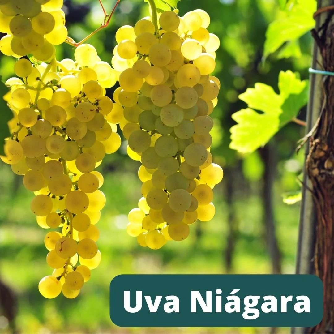 p&eacute; de uva niagara branca com frutos doces
