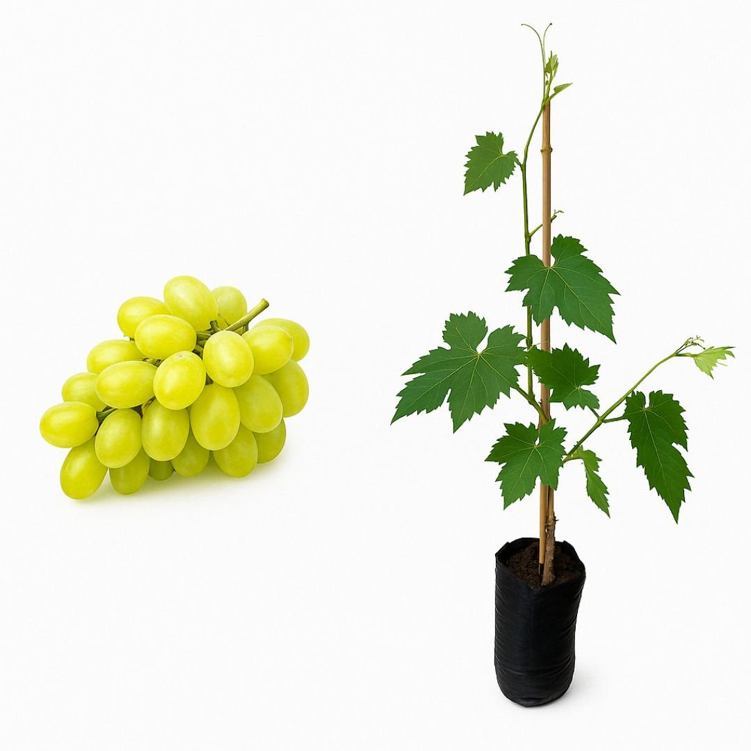 Uva Niagara branca madura uva niagara branca ideal para cultivo doméstico