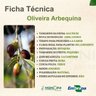 Ficha Técnica Oliveira Arbequina Ficha Técnica Oliveira Arbequina
