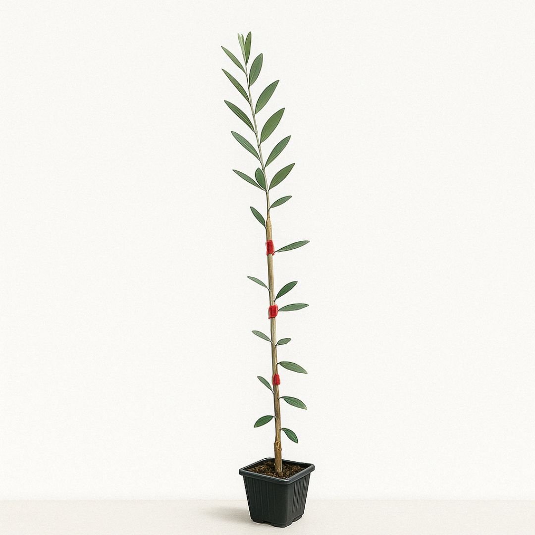Cultivo de Oliveira Arbequina em diferentes ambientes oliveira arbequina ideal para vasos, quintais ou sítios