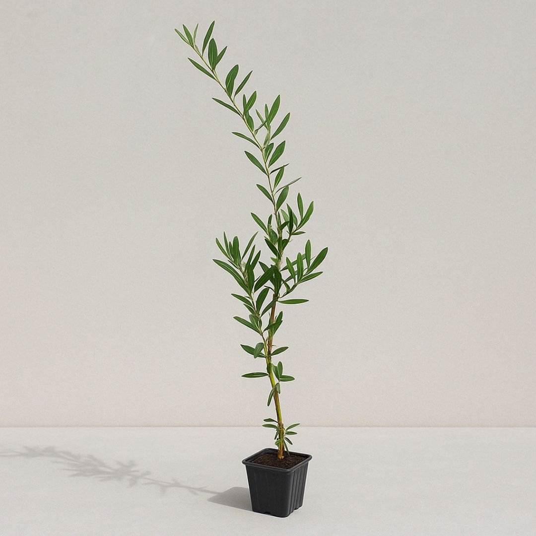 oliveira arbosana ideal para vaso, quintal ou s&iacute;tio