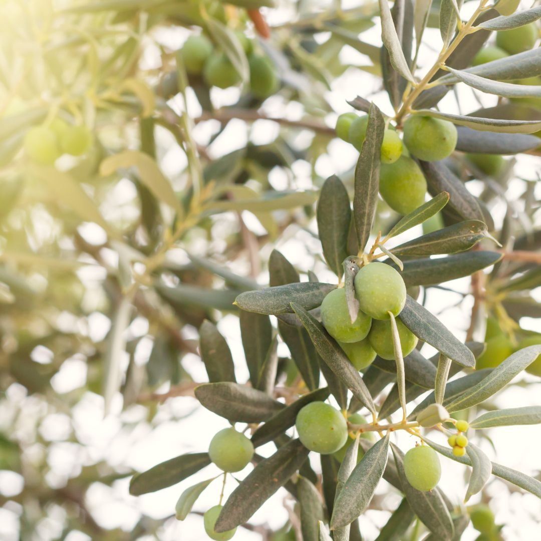 p&eacute; de oliveira arbosana com frutos ricos em &oacute;leo