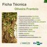 Ficha Técnica Oliveira Frantoio