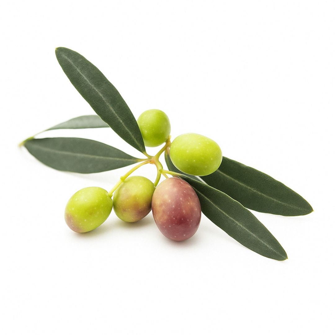 Muda de Oliveira Azeitona (Frantoio) – Produz Rápido