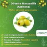 Oliveira Manzanilla