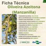 Ficha Técnica Oliveira Manzanilla