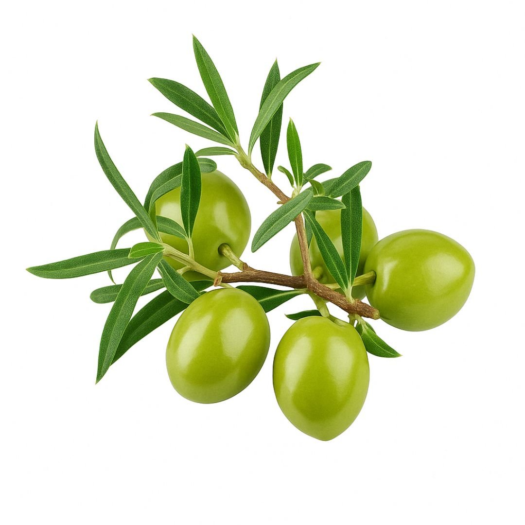 Muda de Oliveira Manzanilla
