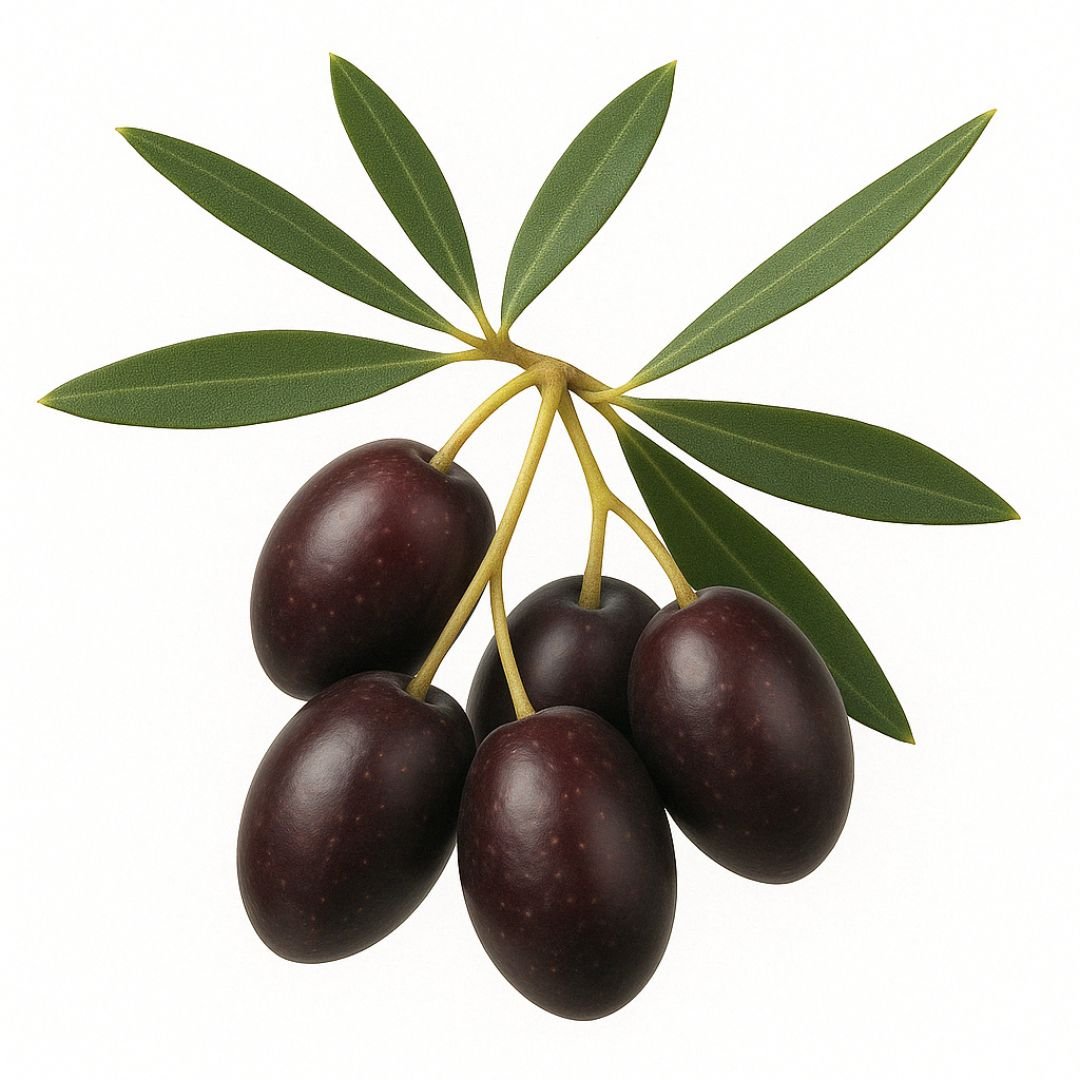 Muda de Oliveira Picual