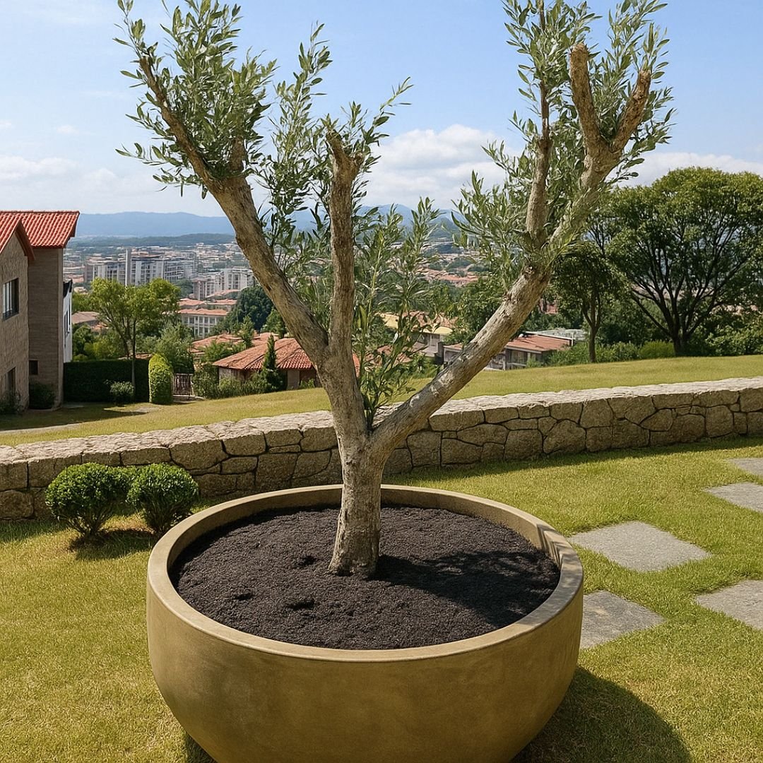 Oliveira Coratina – Frutos Grandes