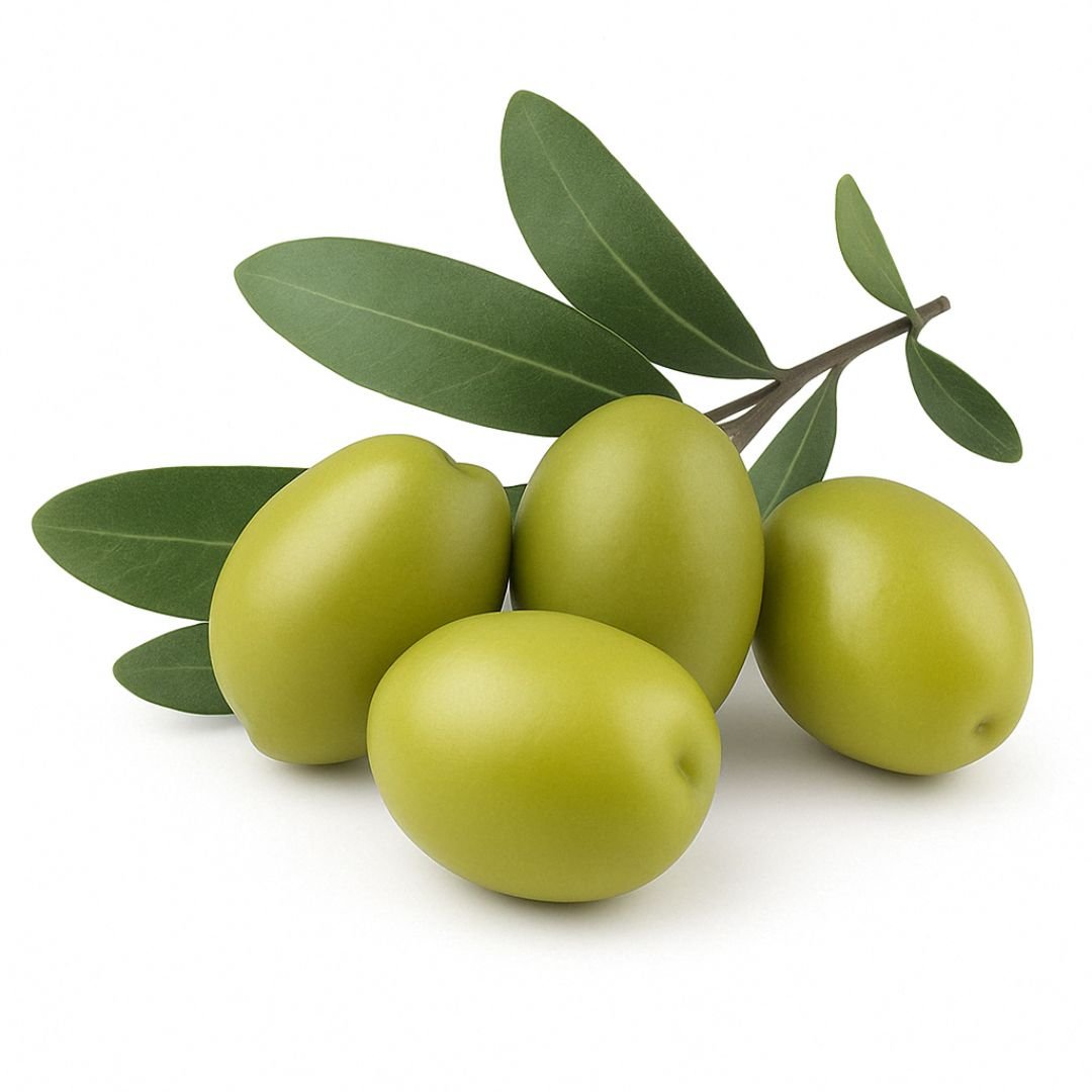 Muda de Oliveira Coratina (Olea europaea) - Frutos Grandes Legítima