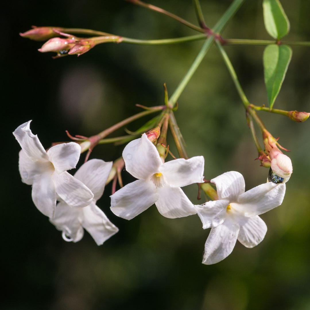 Jasmim dos Poetas que floresce o ano inteiro