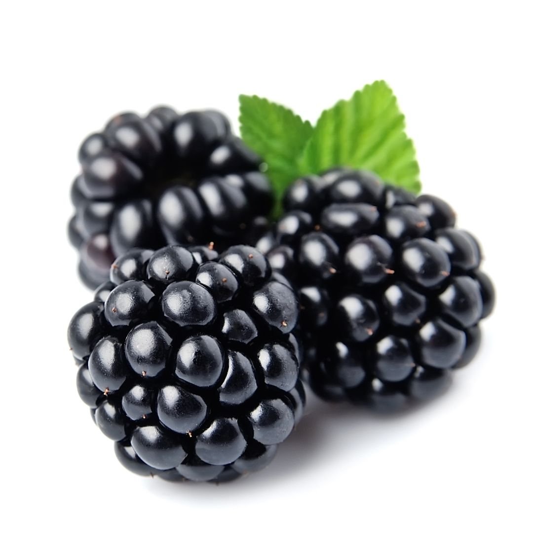 Muda de Amora Preta sem Espinho (Morus nigra) - Produz Rápido