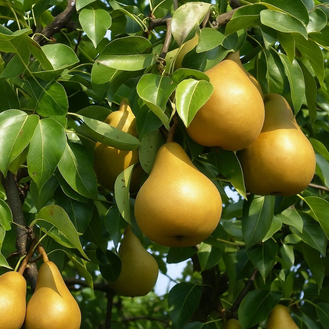 p&eacute; de pera d'&aacute;gua produzindo em vaso ou quintal