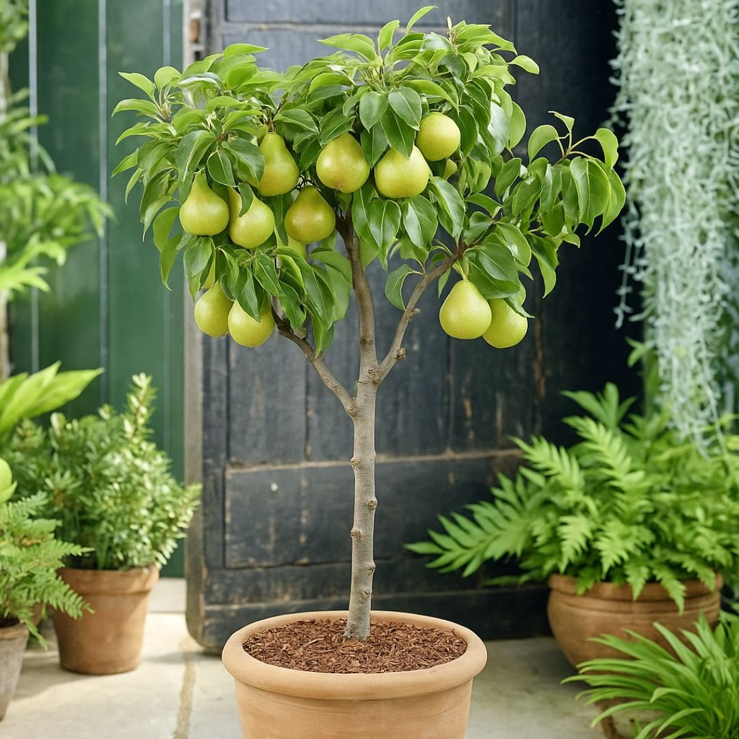 Pera d'água ideal para sítio planta de pera d'água ideal para sítios