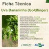 Ficha Técnica Uva Bananinha Ficha Técnica Uva Bananinha