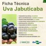 Ficha Técnica Uva Jabuticaba Ficha Técnica Uva Jabuticaba