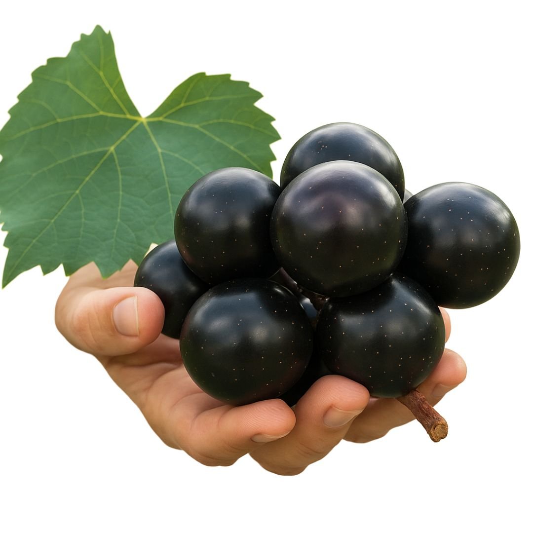 Muda de Uva Jabuticaba Enxertada