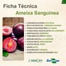 Ameixa Sanguínea Enxertada