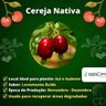 Cereja Nativa Cereja Nativa