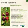 Ficha Técnica Cereja Nativa Ficha Técnica Cereja Nativa