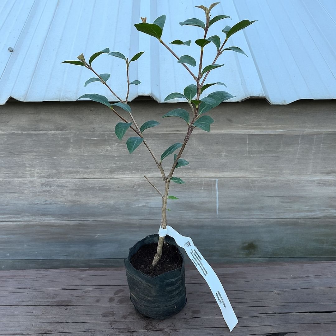 Frutos da pitanga em coloração intensa pitanga de alta produtividade em qualquer espaço