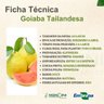 Ficha Técnica Goiaba Tailandesa
