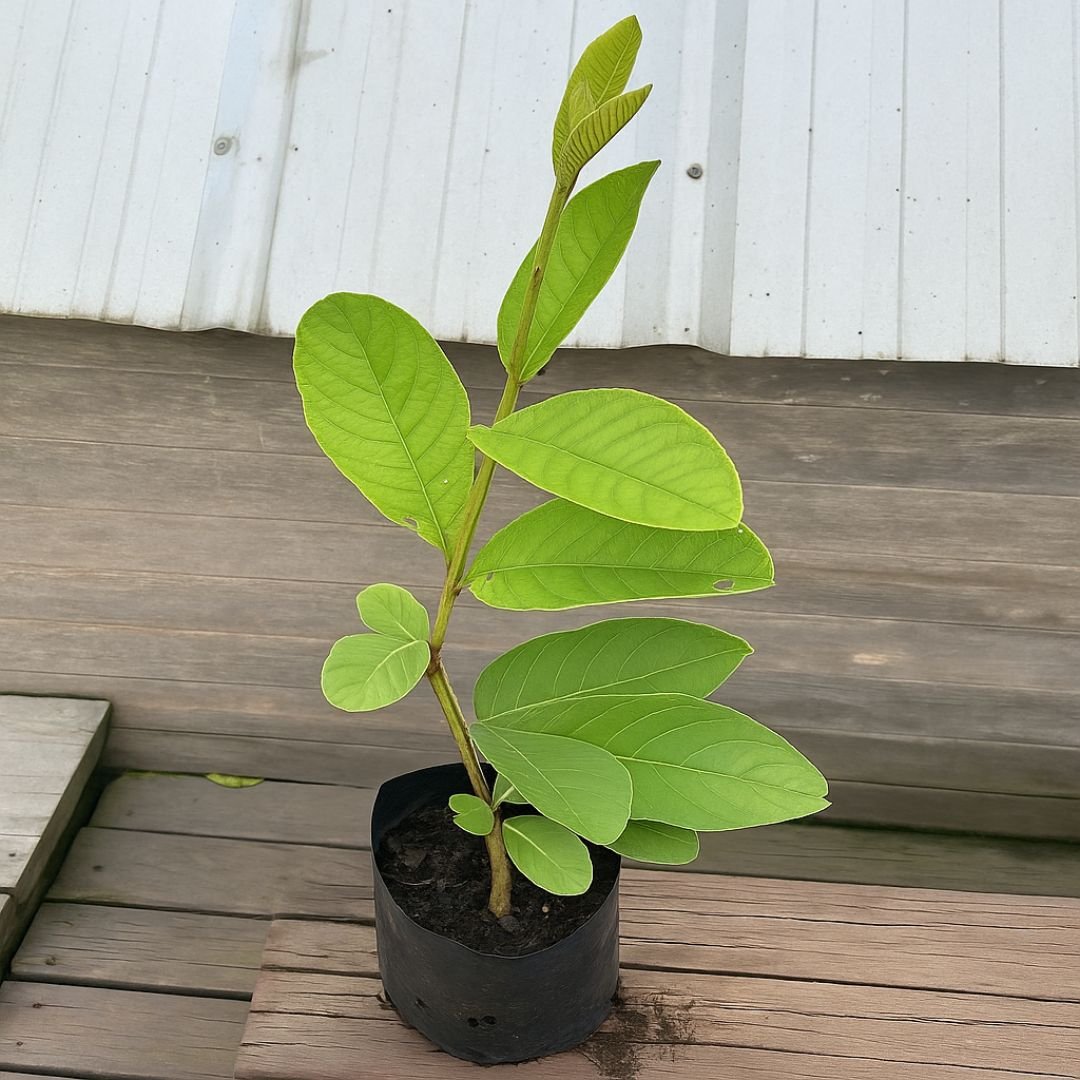 goiaba tailandesa ideal para vasos, quintais e s&iacute;tios