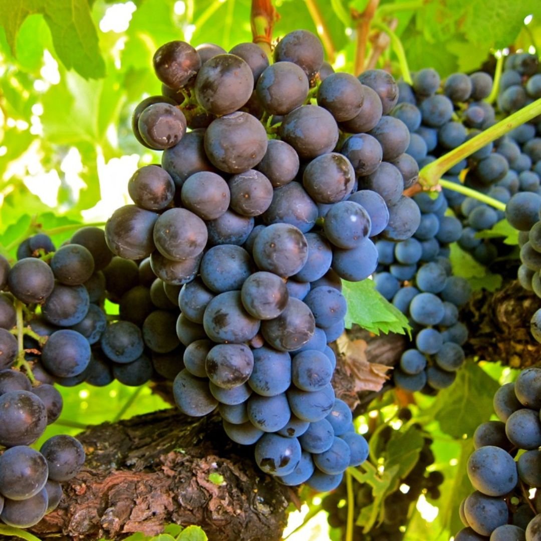 Pé de uva Alfonso Lavallee com frutos grandes e roxos pé de uva Alfonso Lavallee com frutos grandes e roxos