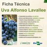 Ficha Técnica Uva Alfonso Lavallee Ficha Técnica Uva Alfonso Lavallee