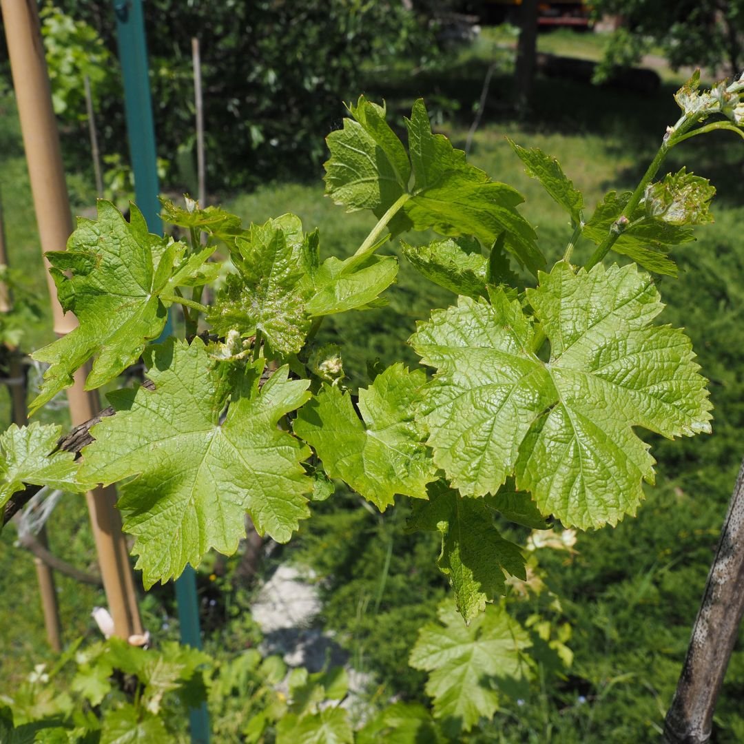 Uva Alfonso Lavallee ideal para quintal uva Alfonso Lavallee ideal para quintal