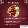Muda de Uva Benitaka Muda de Uva Benitaka