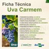 Ficha Técnica Uva Carmem Ficha Técnica Uva Carmem