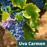 Uva Carmem Uva Carmem