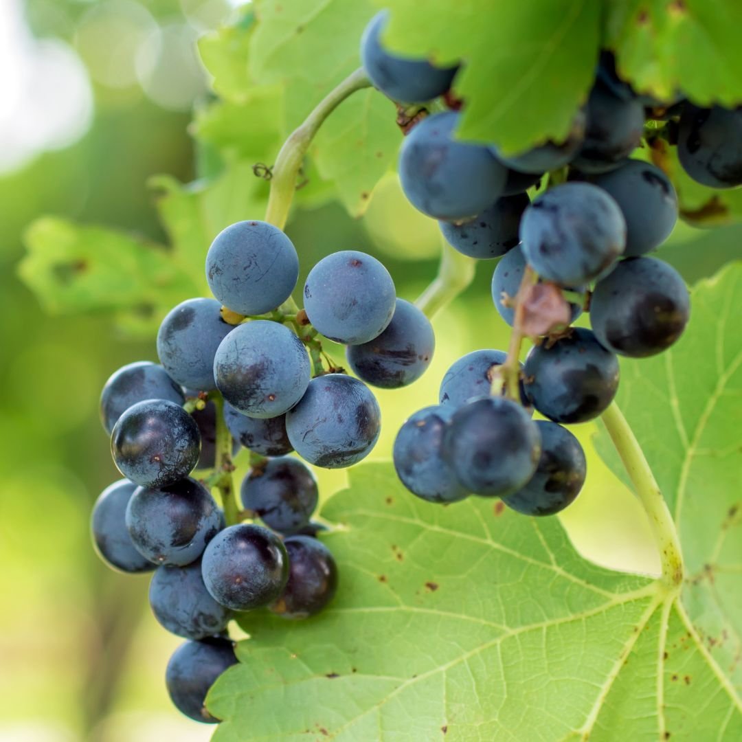 Pé de uva Carmem com alta produtividade pé de uva Carmem com alta produtividade
