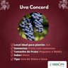 Muda de Uva Concord Muda de Uva Concord