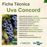 Ficha Técnica Uva Concord Ficha Técnica Uva Concord