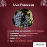 Uva Francesa
