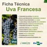 Muda de Uva Francesa