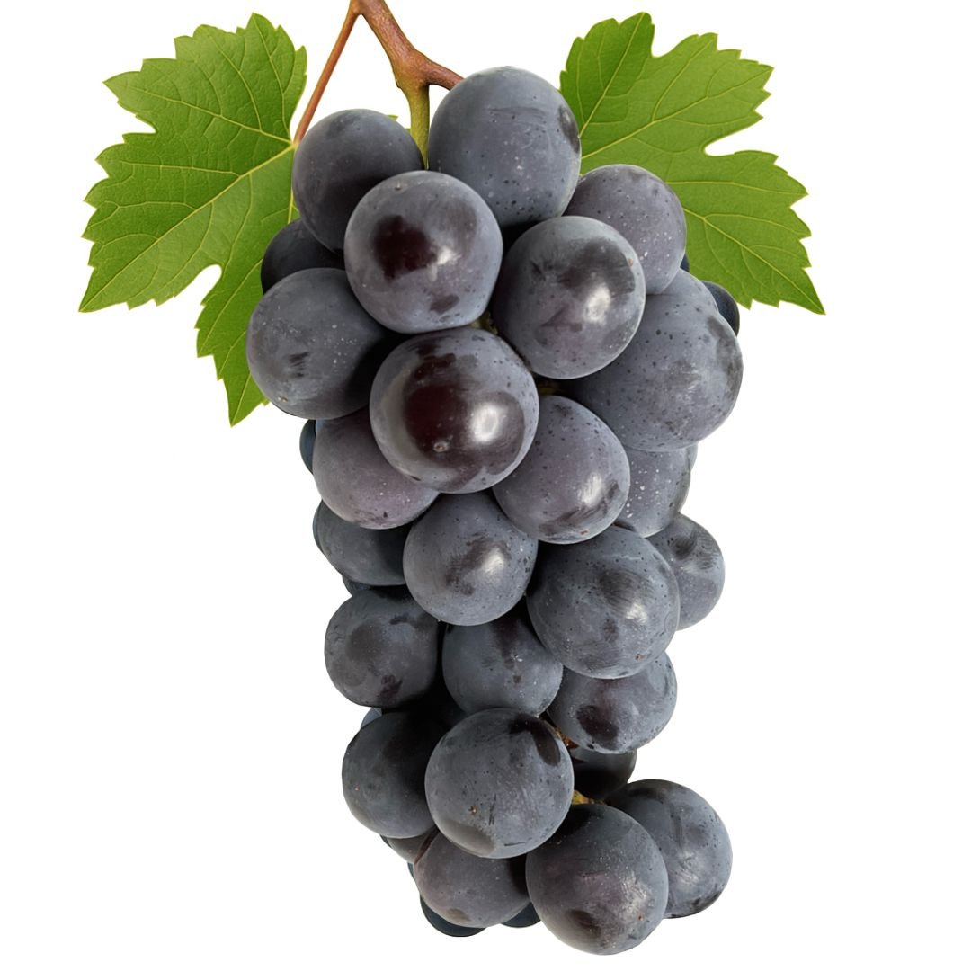 Muda de Uva Francesa