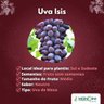 Uva Isis